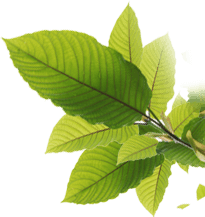 Fresh green kratom leaves decorative banner graphic