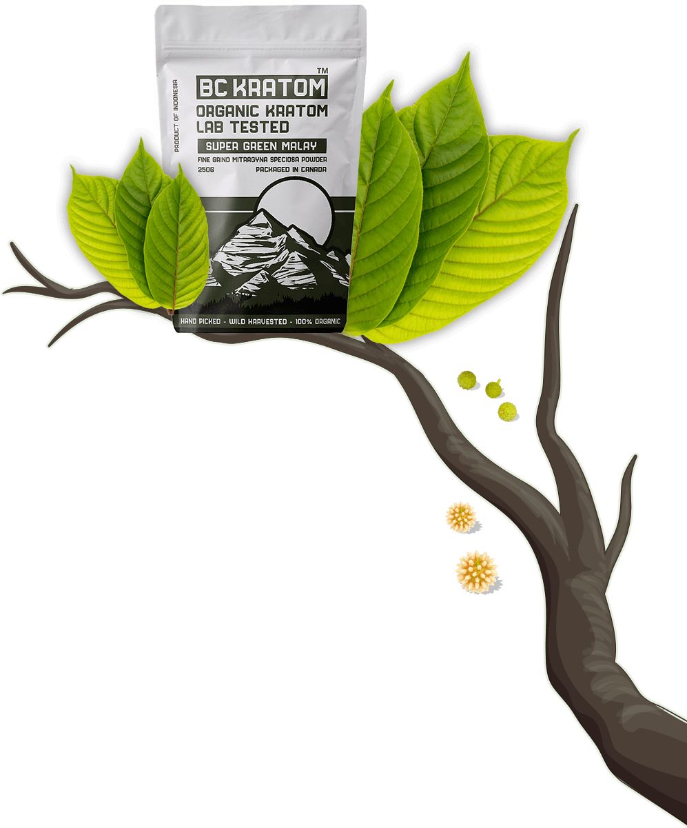 Mitragyna speciosa kratom tree illustration