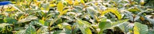 image of kratom earth canada