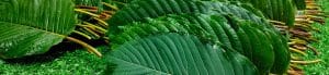 image of island kratom